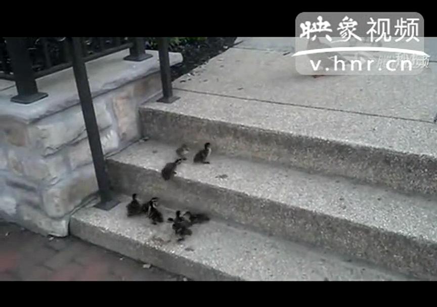 [實(shí)拍]一群小鴨的勵志視頻