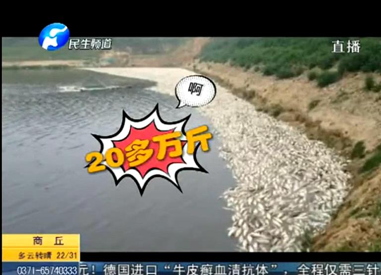 20萬斤魚翻肚因缺氧？
