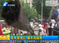 路邊景觀燈 砸車(chē)成隱患