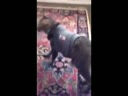 醉酒的貓咪回到家后各種搞笑！