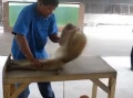 印尼人讓猴子做俯臥撐賺錢網(wǎng)友怒批無(wú)人性