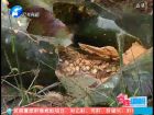 冬瓜沒銷路 孩子上學難-百姓調(diào)解