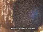 山頂上產出野蜂蜜-鄉(xiāng)村服務社