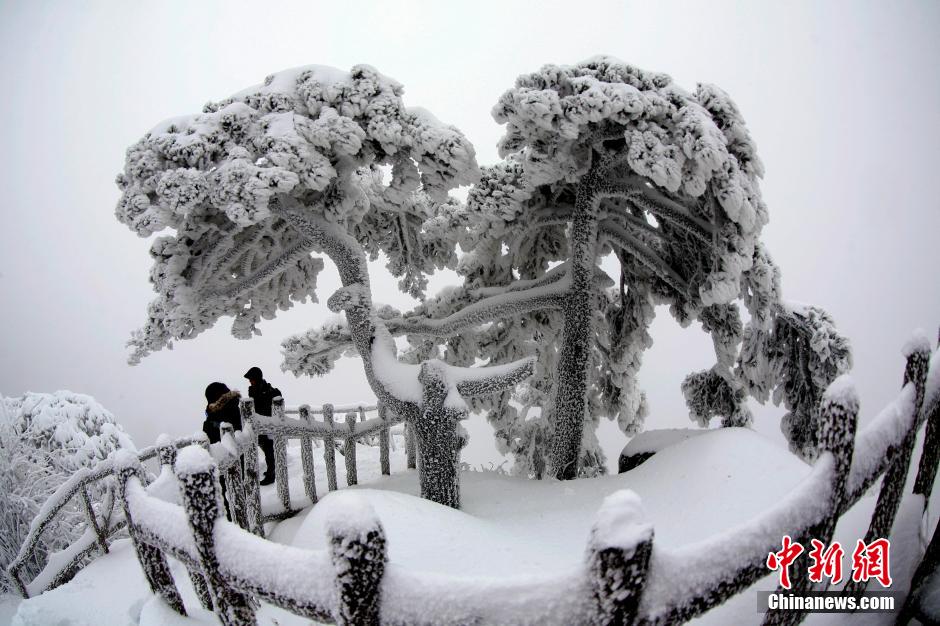 12月18日，雪后的安徽黃山風(fēng)景區(qū)出現(xiàn)了大面積雪凇美景，銀裝素裹，玉樹瓊枝，游人置身其間，如醉如癡。