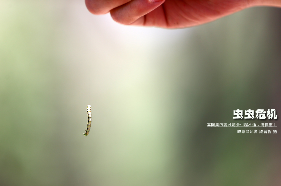 當小蟲子從樹上垂絲而下懸在半空中時，給路上的行人帶來諸多不便