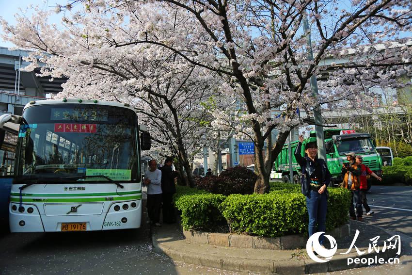 上?!白蠲拦卉囌尽北t 成熱門賞櫻地 上海“最美公交車站”爆紅 成熱門賞櫻地