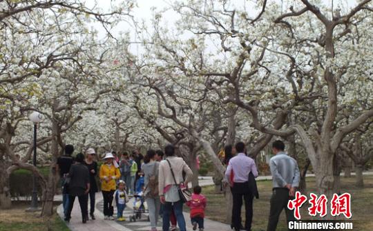 新疆百萬(wàn)畝梨花與“百花”爭(zhēng)春 游人賞別樣春景