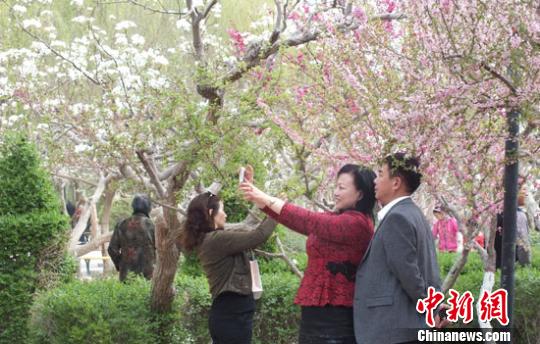新疆百萬(wàn)畝梨花與“百花”爭(zhēng)春 游人賞別樣春景